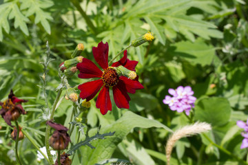 Wildflowers