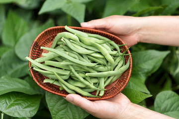 Hands holding basket of freshly harvested green beans