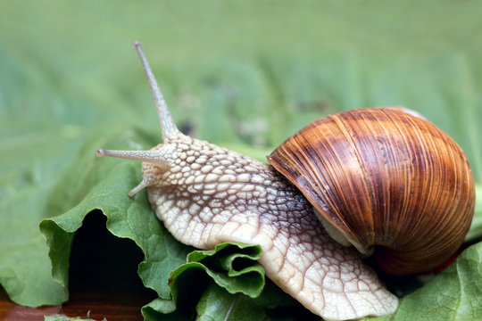 big beautiful snail