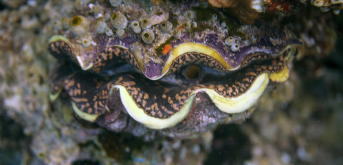 underwater world - giant clam