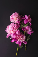 Peonies. Pink peonies on a black background. Copyspace. Flower photo concept