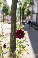 Fototapeta na wymiar flower growing on sidewalk