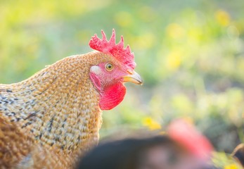 Close up of hen face