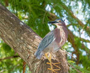 Portrait of a Green Heron