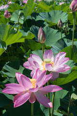 Lotus Flower