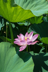 Lotus Flower