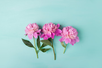 Peonies. Pink peonies on a turquoise background. Copyspace. Flower photo concept