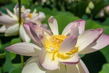 Lotus Flower