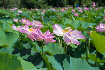 Lotus Flower