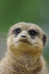 Portrait de Suricate
