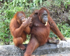 couple ourang outan bornéo semenoggh