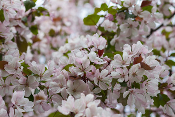 Spring flowering apple-tree with a pink inflorescence on a sunny day