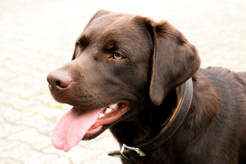 Labrador