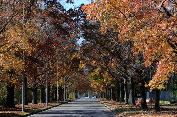 Naklejka premium Podzim Աշուն पतझड़ Mùa Syksy thu 秋季 Autunno ฤดูใบไม้ร่วง Höst Jesen Outono Herfst Autumn Осень Toamnă Jesień Haust Otoño Automne خريف 