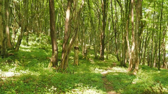 Summer mountain forest near Sochi, Russia. Beech wood. Trees and fern on the slope. Abstract landscape. Forest path among trees. Tranquility. Autumn leaves in green grass. Sunny weather.