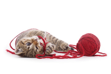 chaton tigré jouant avec une pelote de laine rouge - obrazy, fototapety, plakaty