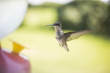 Hummingbirds feeding in the summer