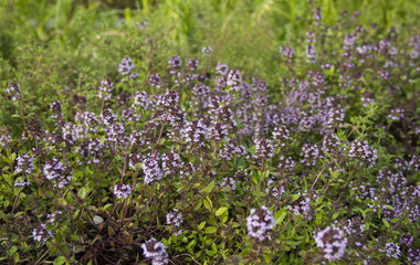 Bssoming thyme in a field. One of several species of culinary and medicinal herbs of the genus Thymus, most commonly Thymus vulgaris