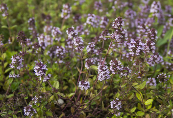 Bssoming thyme in a field. One of several species of culinary and medicinal herbs of the genus Thymus, most commonly Thymus vulgaris