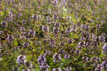 Bssoming thyme in a field. One of several species of culinary and medicinal herbs of the genus Thymus, most commonly Thymus vulgaris