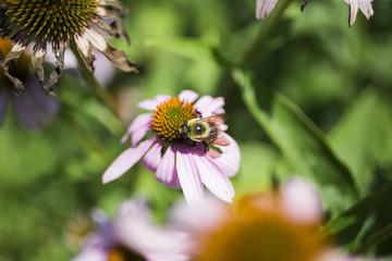 Bumble bee on a cone flower 