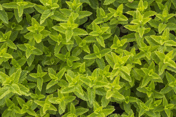 vegetable patches of fresh sweet mint leaves on cultivated land can be ussed as a background