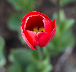 Red tulip as seen from above