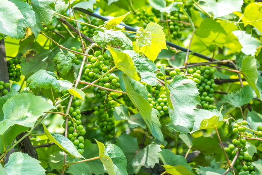 Green grapes hanging on a bush in the village