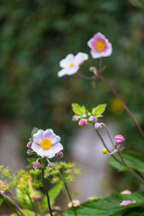 Small pink flowers blossoming in the garden in british summer