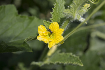 Cantaloupe bloom in garden 