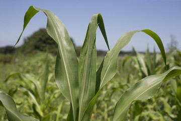 Corn leaves
