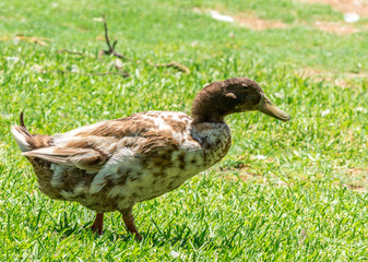 A Duck