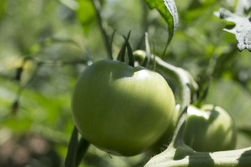 Green tomatoes 