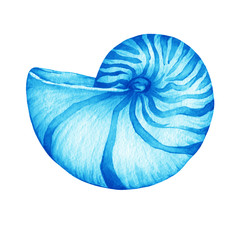 Illustrations of blue nautilus sea shell. Marine design. Hand drawn watercolor painting on white background.