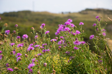 Wild rocky coast on western Sweden