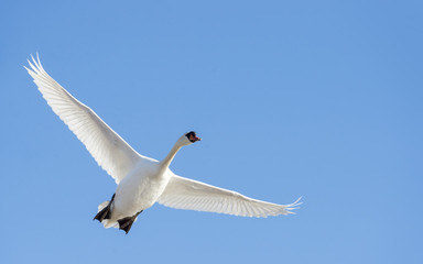 Mute swan overhead wings high