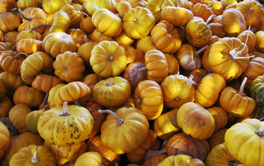 Jack Be Little Pumpkins after Autumn Harvest