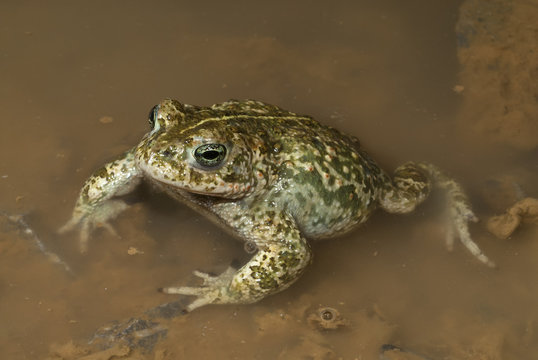 Kreuzkröte (Epidalea calamita) - Natterjack toad