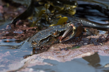 Green Shore Crab (Carcinus maenus)/European Green Crab emerging from tide pool