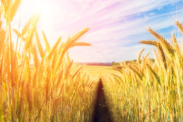Path in the wheat field