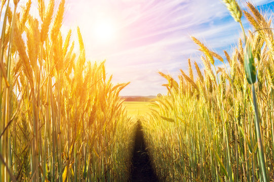 Path in the wheat field