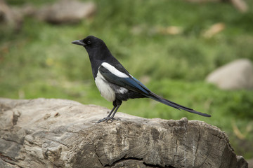 Magpie perched on log.