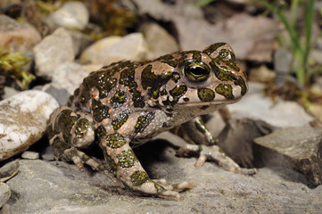 Wechselkröte (Bufotes viridis) - European green toad