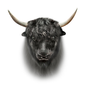 black yak face isolated on white background