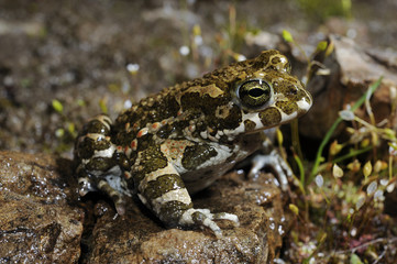 Wechselkröte (Bufotes viridis) - European green toad