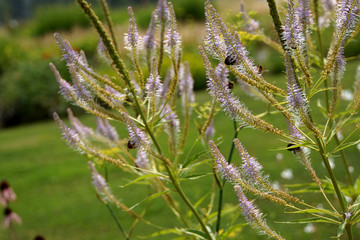 Fototapeta premium Kandelaber-Ehrenpreis Fascination (Veronicastrum virginicum)
