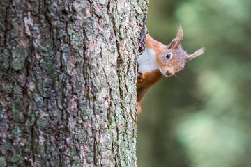 Red Squirrel at Snaizeholme, Hoar