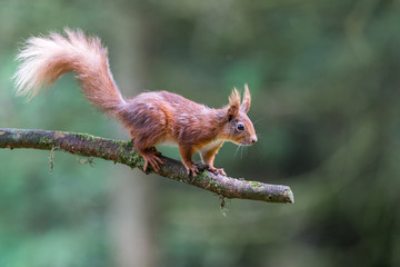 Red Squirrel at Snaizeholme, Hoar