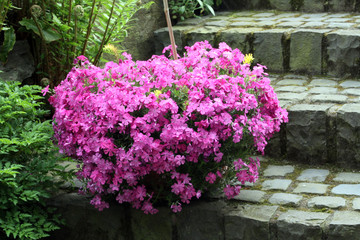 Flammenblume (Phlox spec.)