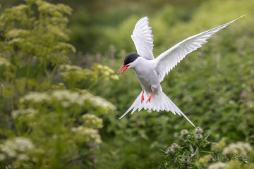Artic Turns Farnes Island - Sterna paradisaea